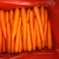 A Grade Chinese Fresh Carrot à venda